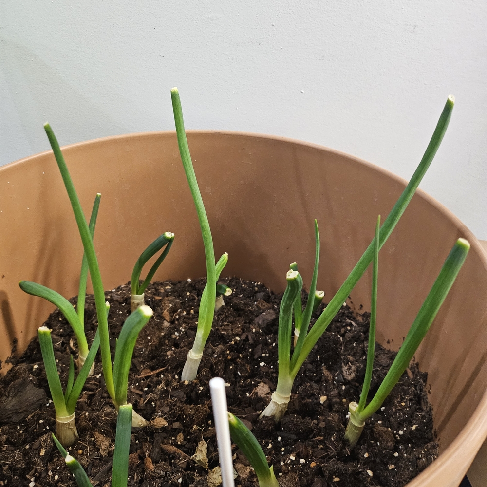 🌱🌱Potted Green Onion Plant
